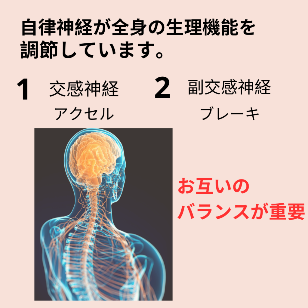 交感神経と副交感神経は拮抗的に働きます