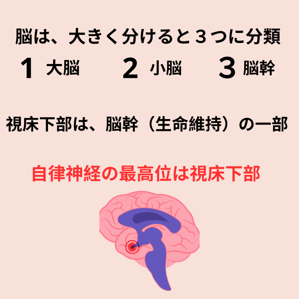 自律神経は視床下部にあります