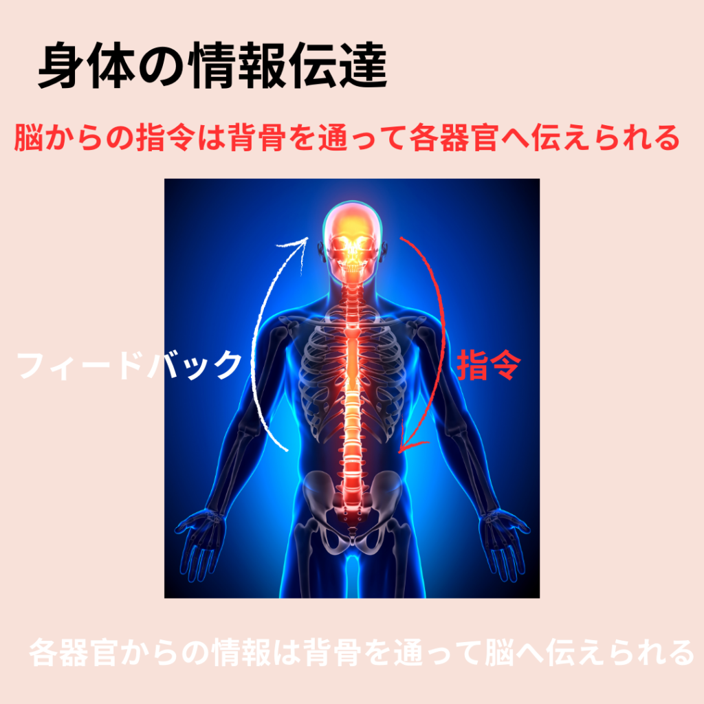 ”脳と各器官は、背骨の中を通る神経によってつながっている”